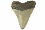 Serrated, Fossil Megalodon Tooth - North Carolina #219475-1